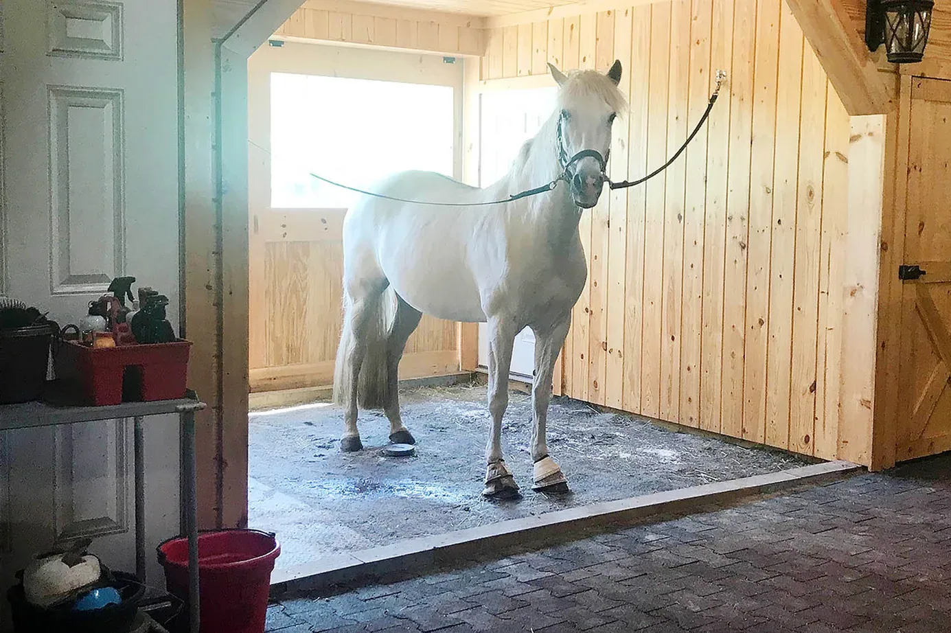 Brandenburg Horse - Health and everyday care considerations