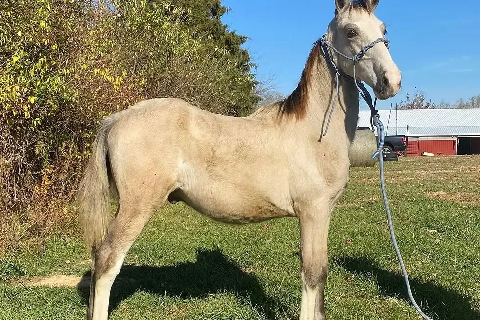 Brandenburg Horse - Buying and owning a Brandenburger: quick checks