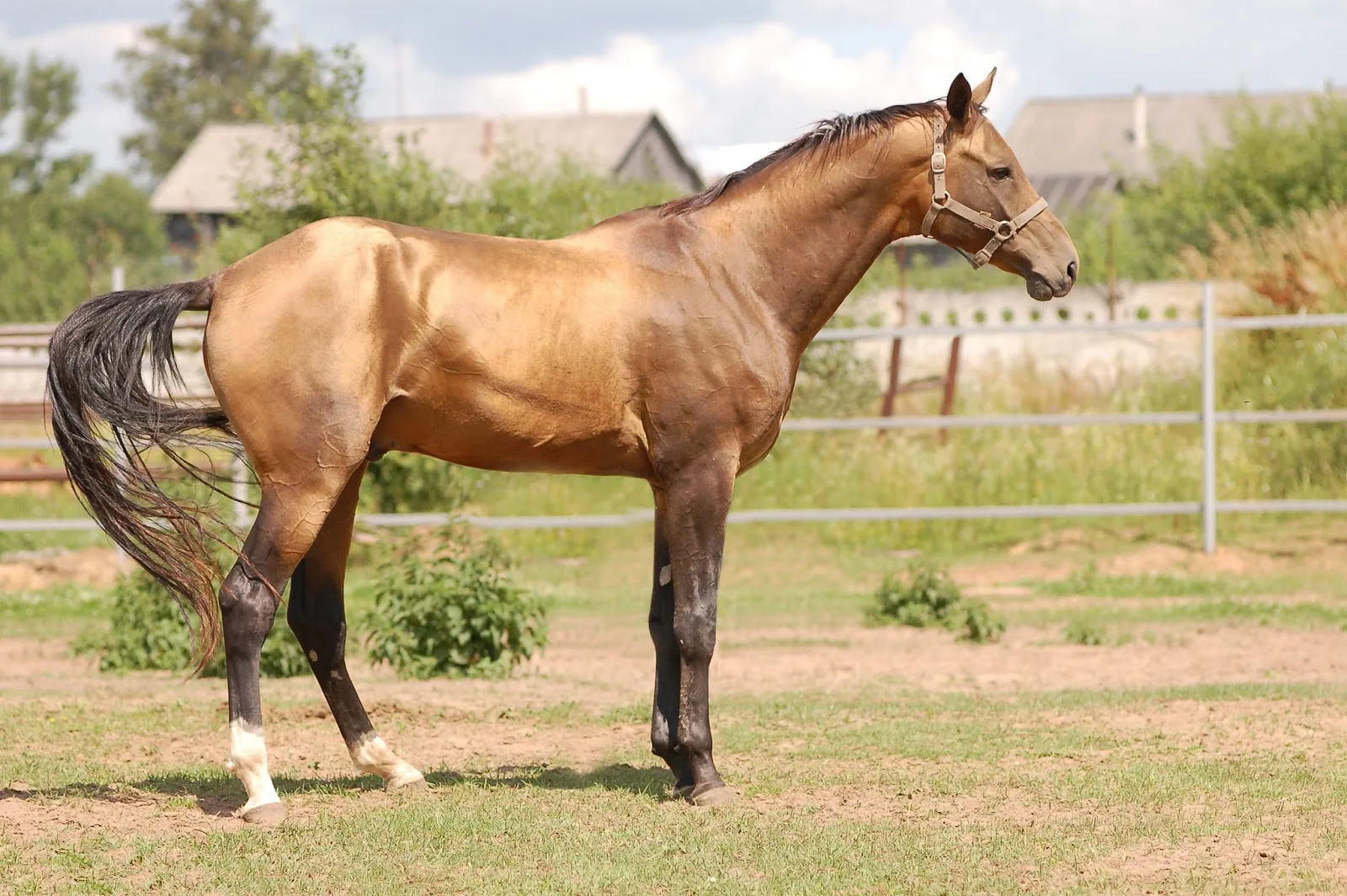 Budenny Horse - Final thoughts