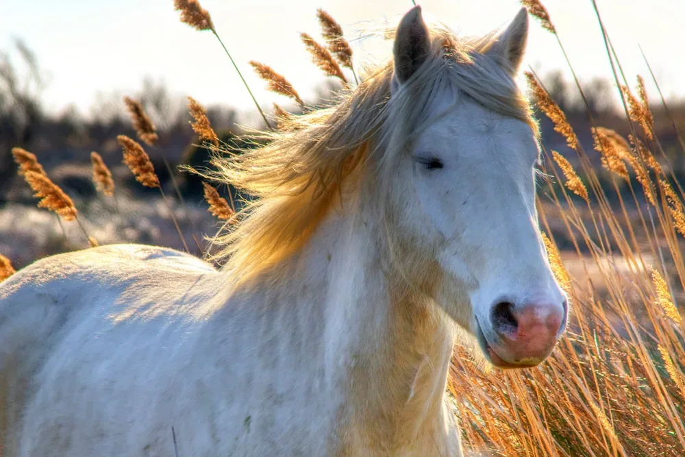 Budenny Horse - History and origins