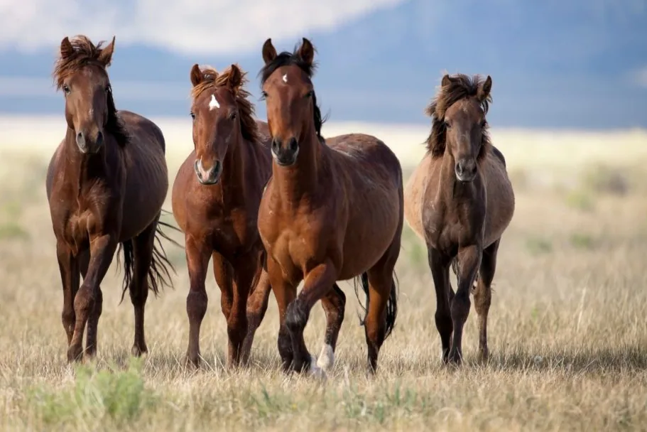 Budenny Horse - Physical characteristics