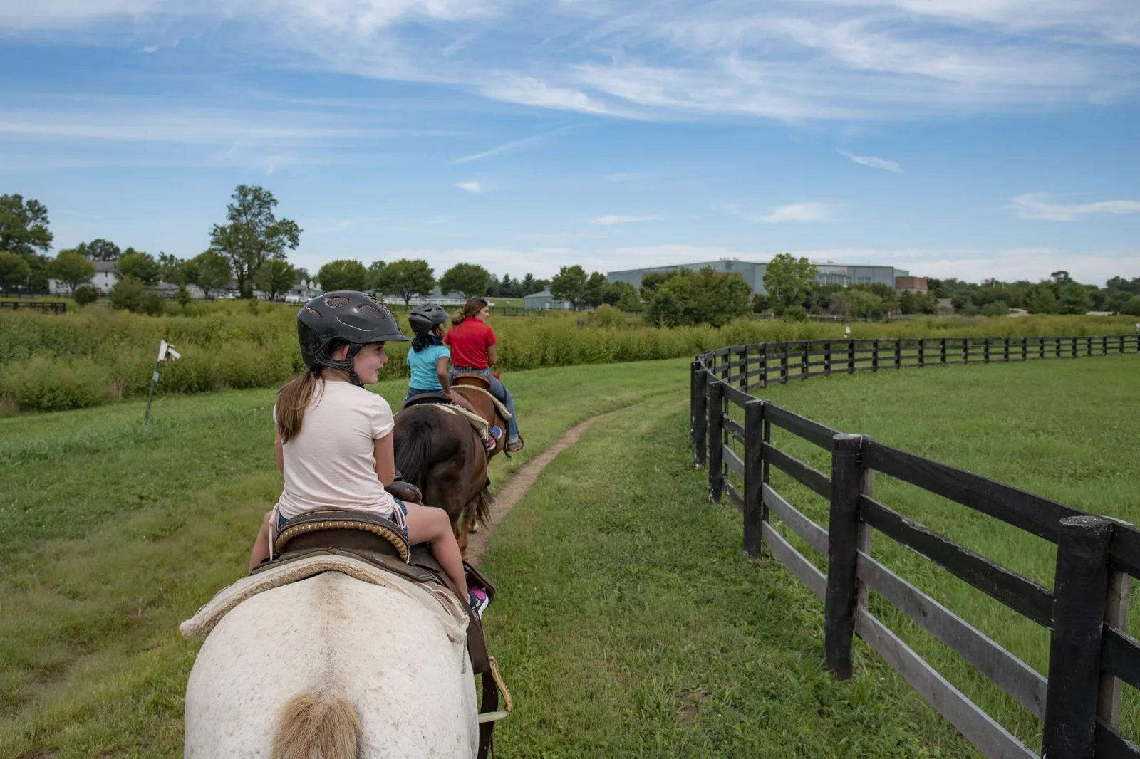 Budenny Horse - Temperament and rideability