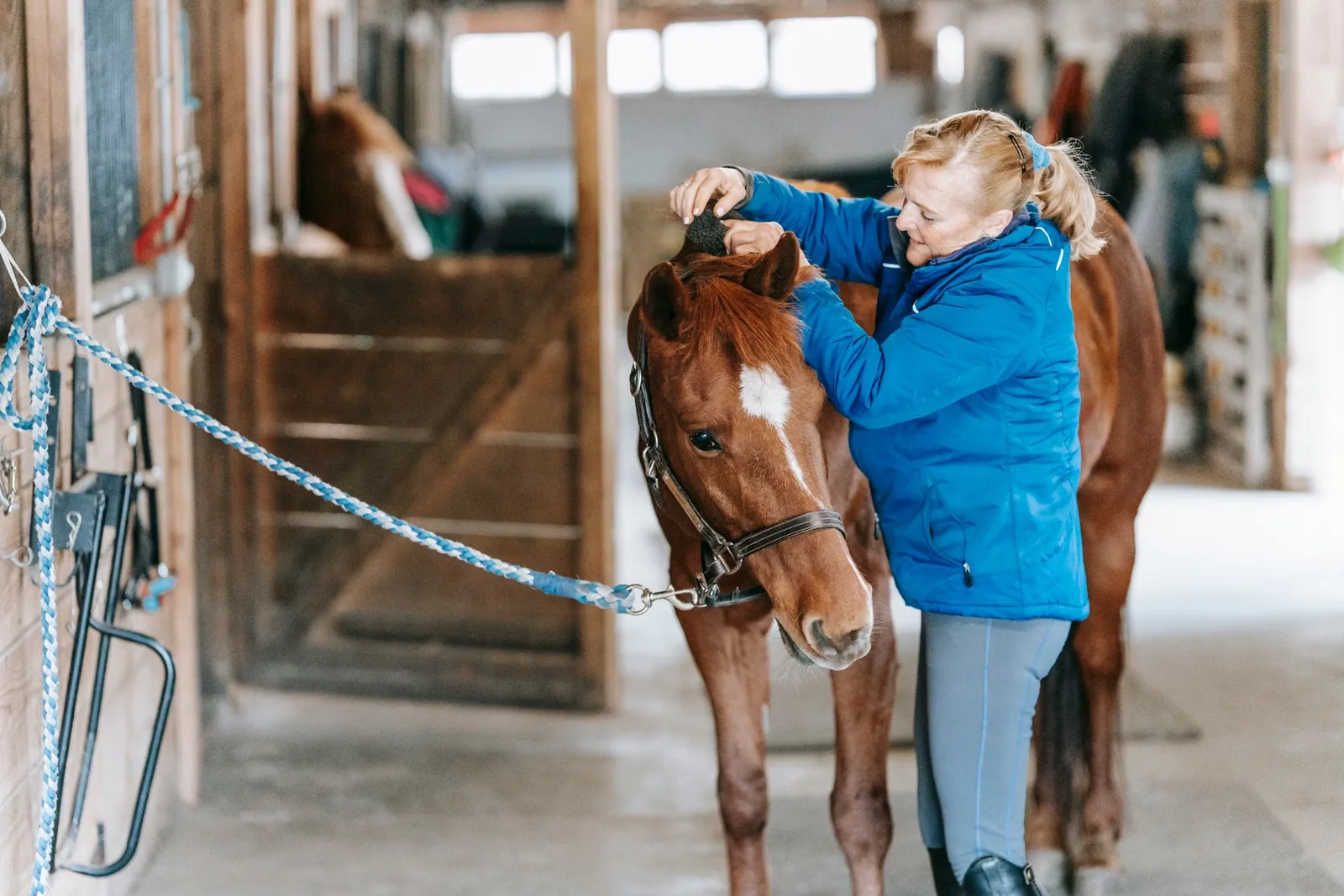 Budenny Horse - Care: feeding, hoof care, and day-to-day management