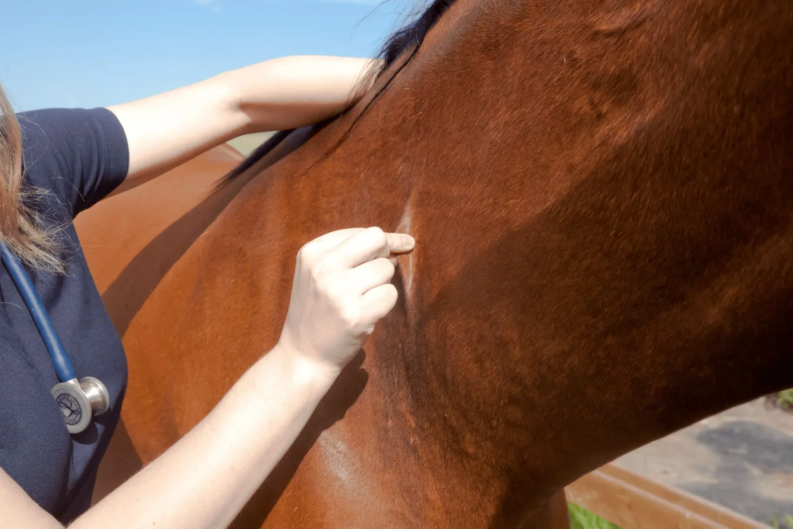 Budenny Horse - Health and soundness: what to watch for
