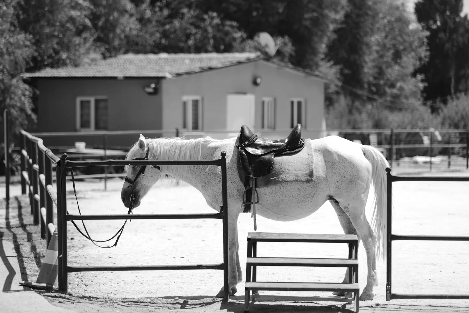Budenny Horse - Challenges facing the breed