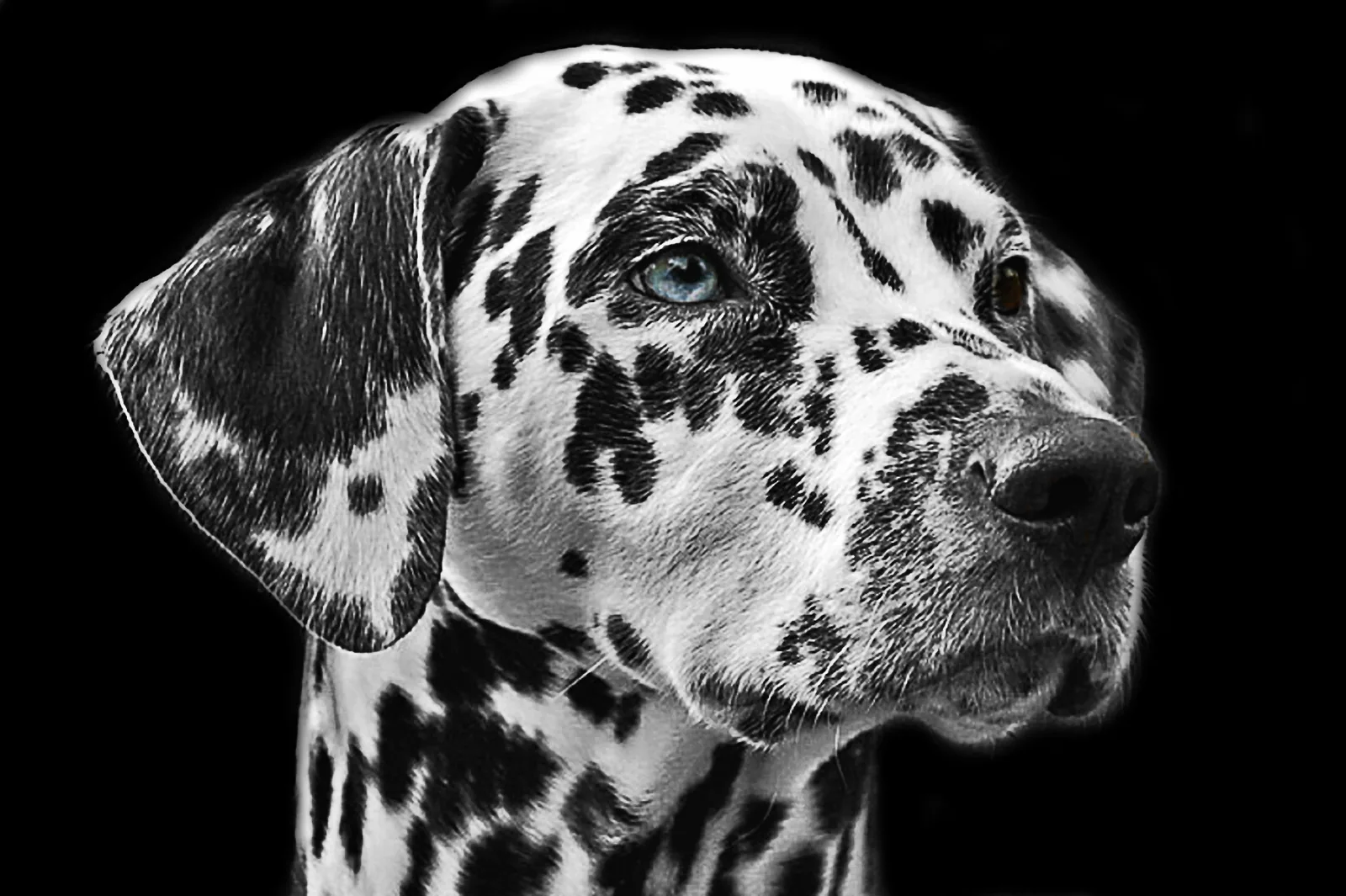 A Dalmatian standing in a field, showing its spotted coat and athletic build.