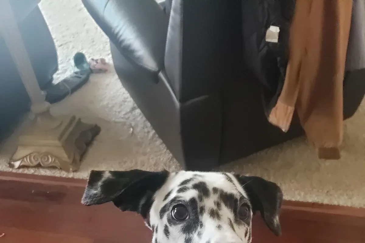 A Dalmatian sitting calmly next to a person on a couch in a living room.