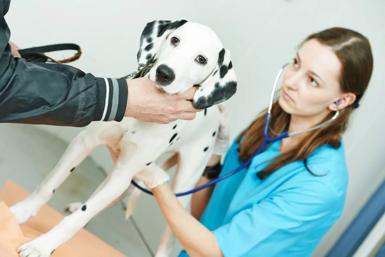 A Dalmatian being brushed by a person in a sunny backyard.