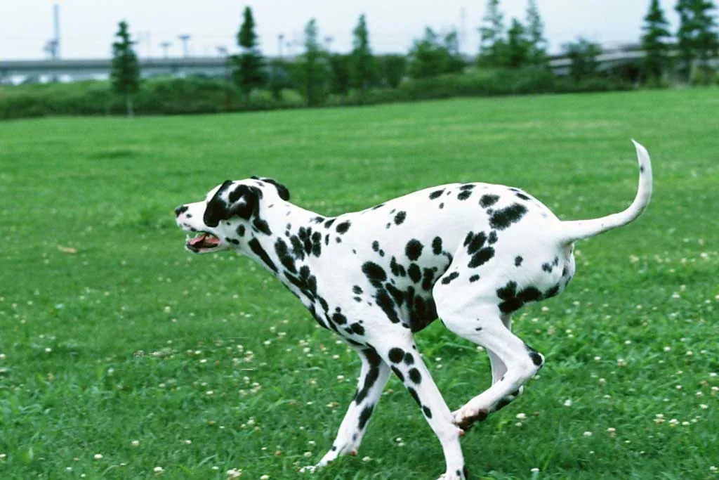 A Dalmatian eating from a food bowl in a kitchen.