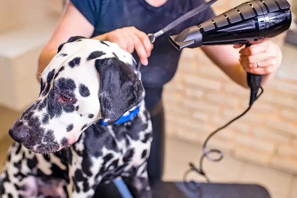 A Dalmatian sitting calmly in a sunlit room, looking at the camera.