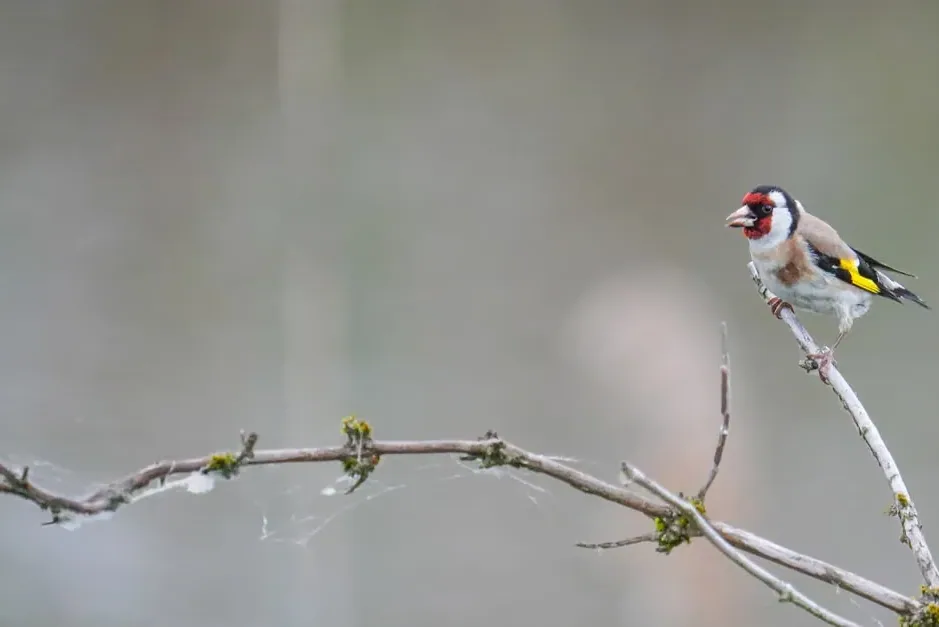 A European Goldfinch perched on a branch, showing its red face and yellow wing bars.