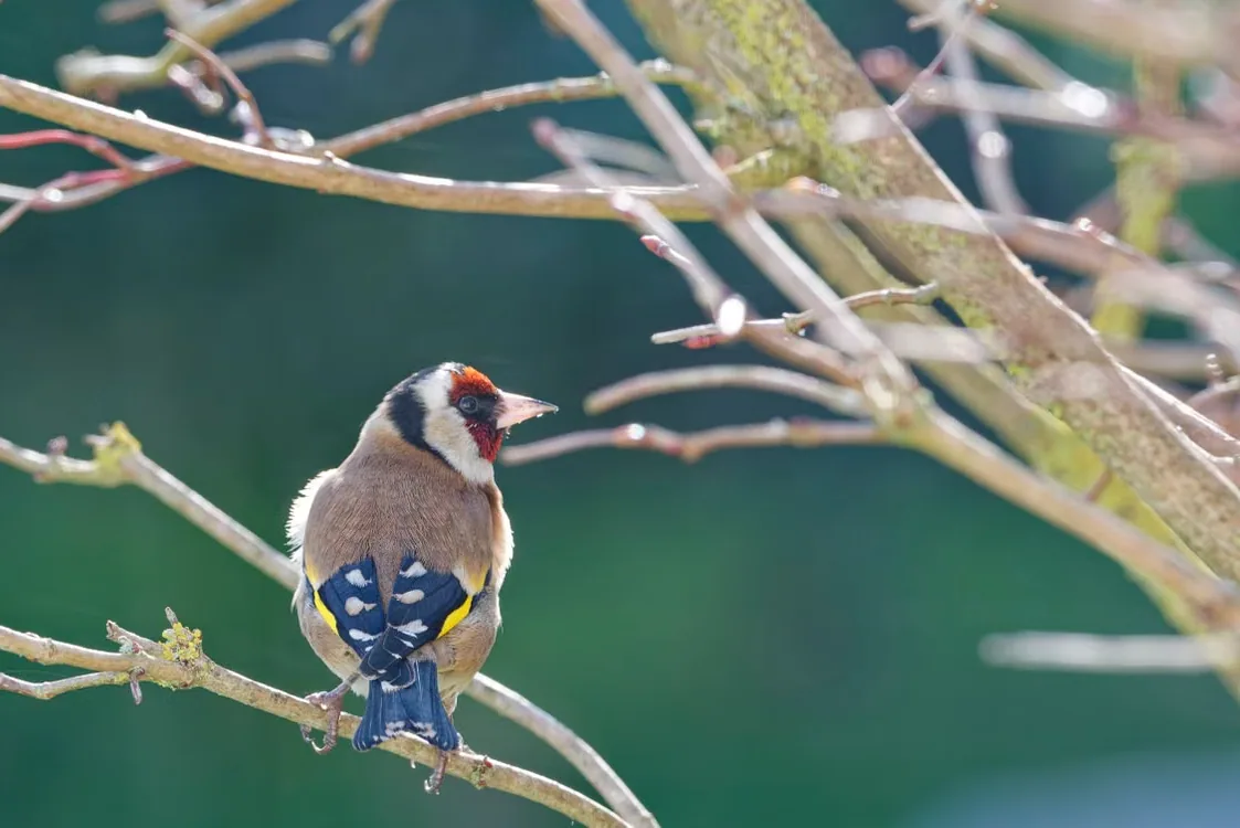 A European Goldfinch perched on a branch, showing its red face and yellow wing bars.