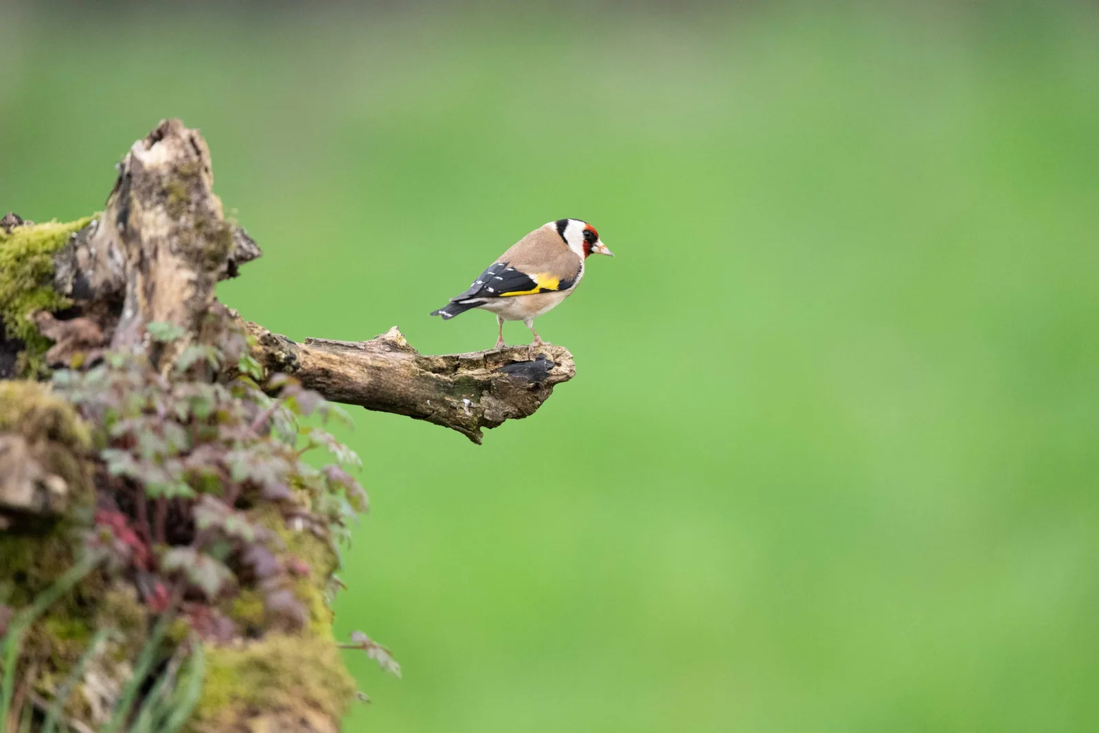 A European Goldfinch perched on a branch in a grassy field