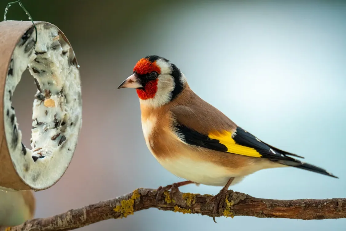 A European Goldfinch perched on a branch, eating seeds from a thistle plant.