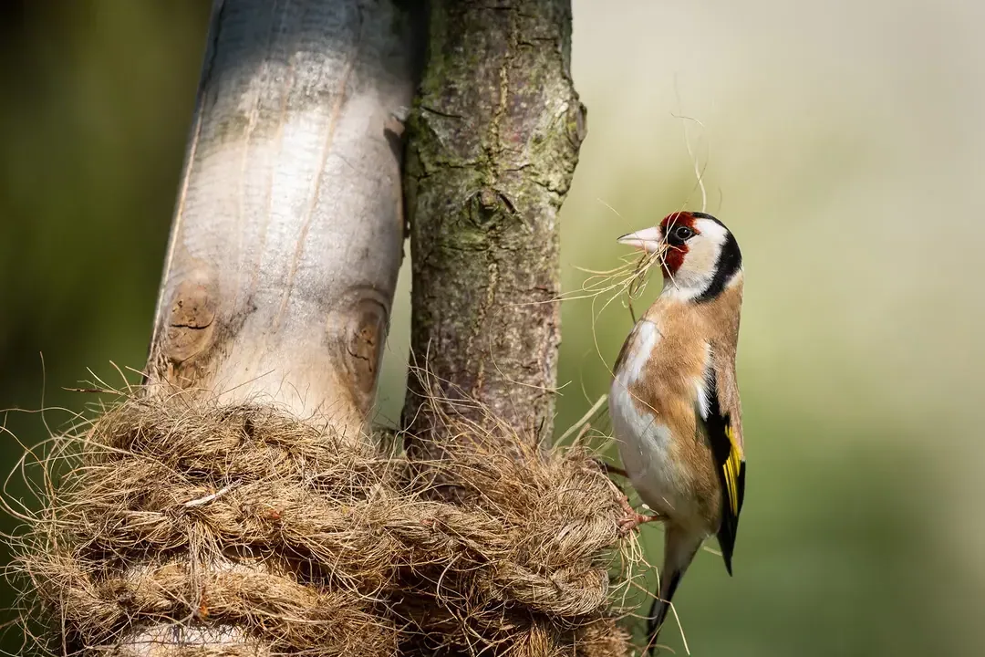 A European Goldfinch perched on a branch near its nest with nesting material in its beak.