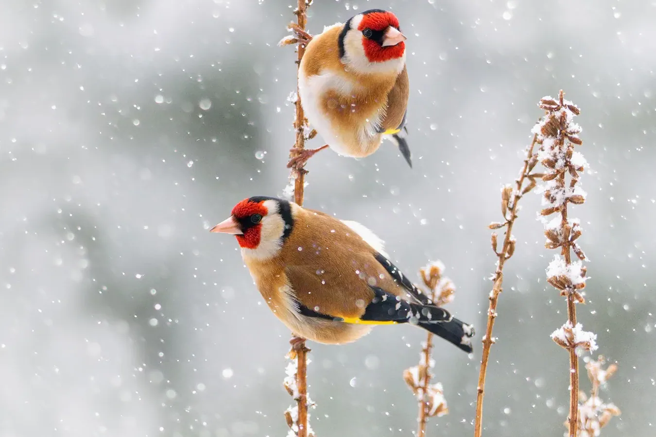 A European Goldfinch perched on a branch in a snowy field.
