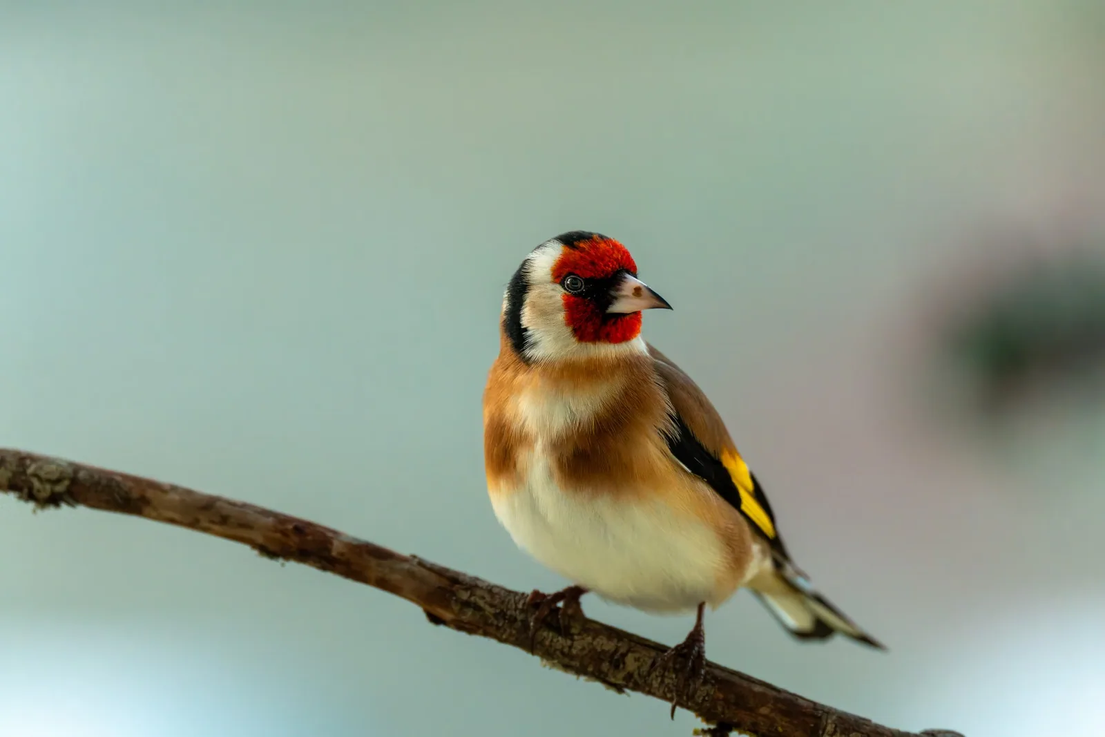 A European Goldfinch perched on a branch in a natural setting