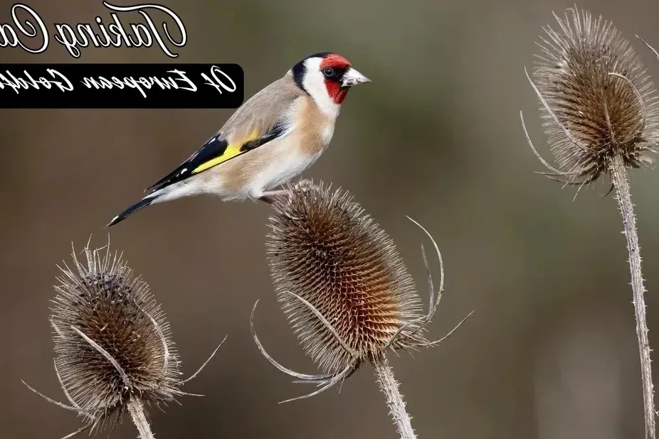 A European Goldfinch perched on a finger in a home setting