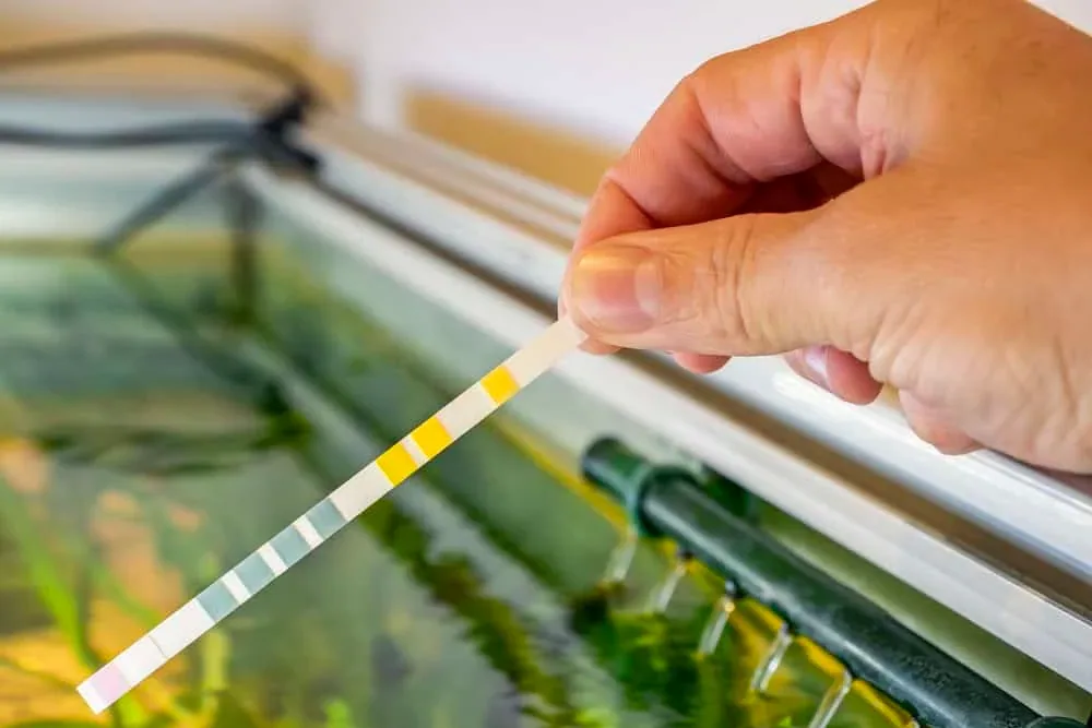 A person testing water in a new aquarium with a test kit