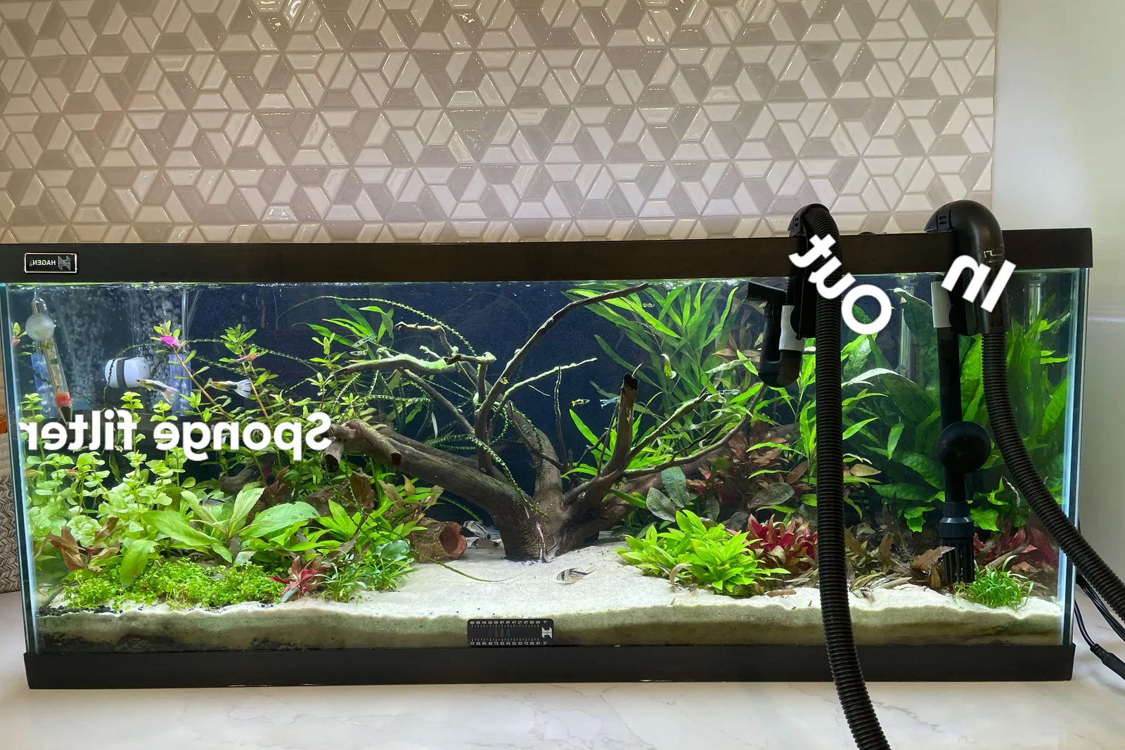 An aquarium fish swimming near a filter intake in a tank