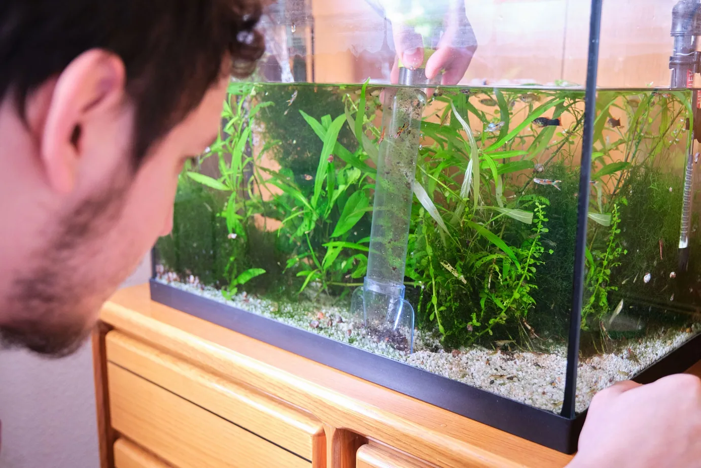 An aquarium fish swimming near a bucket of water being poured into the tank