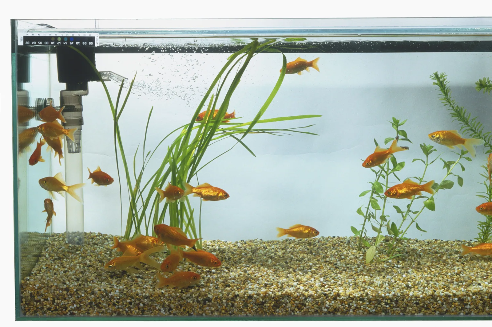 An aquarium fish swimming near a filter in a tank