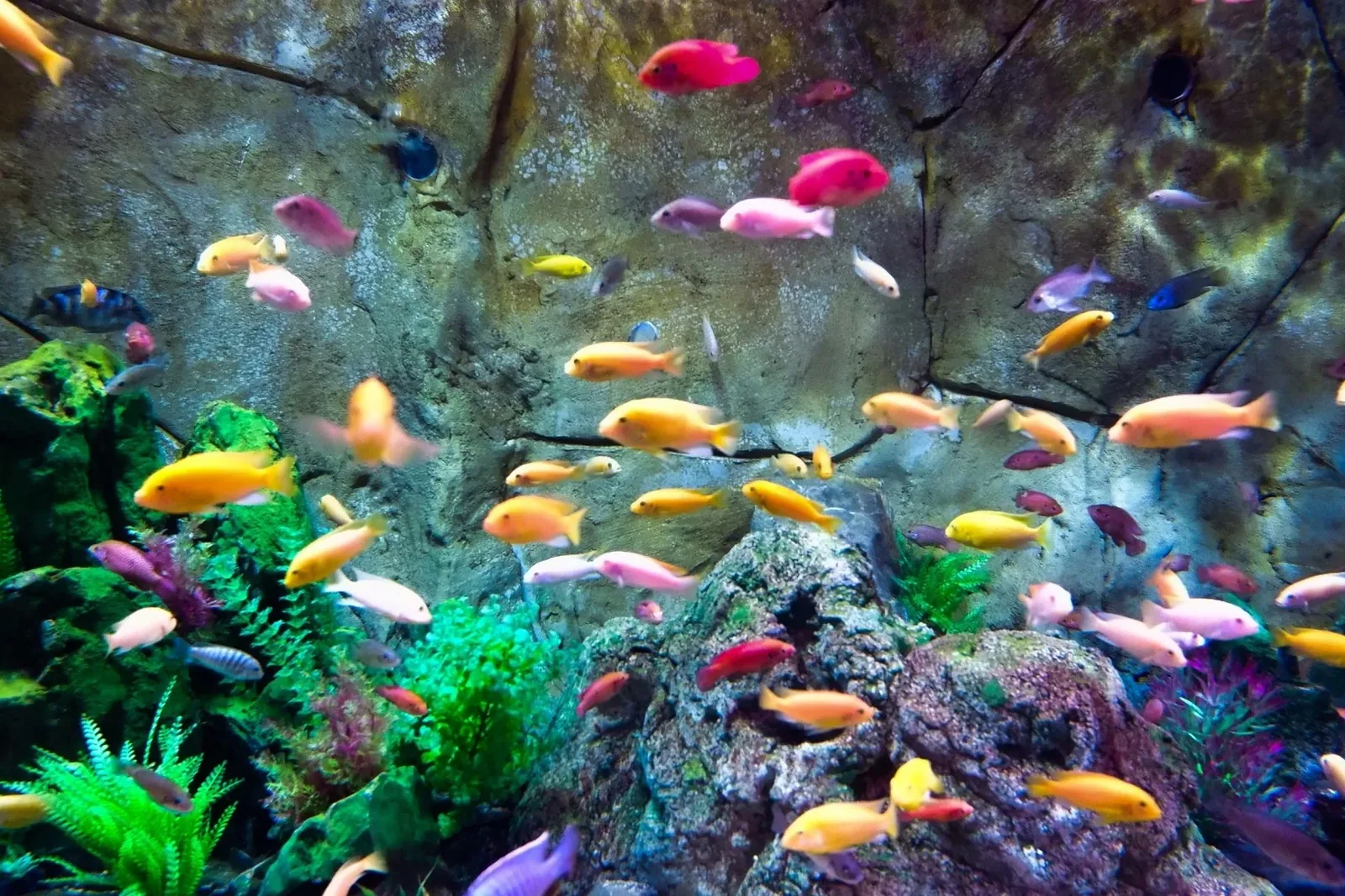 A single aquarium fish swimming near the bottom of a tank