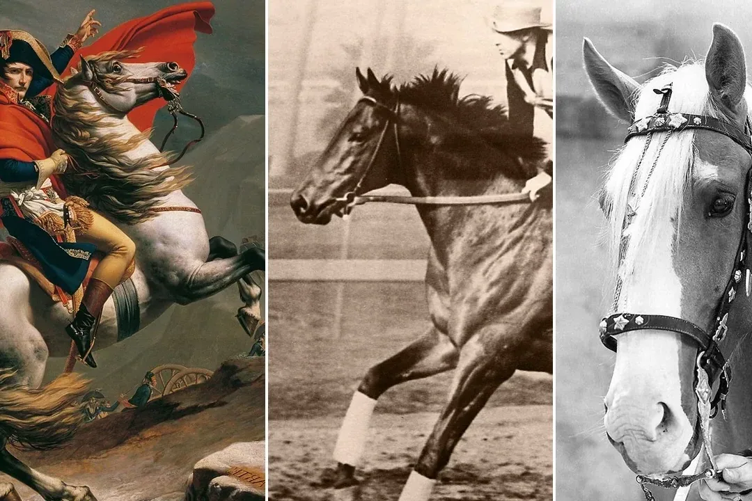 Karabair Horse - History and origin