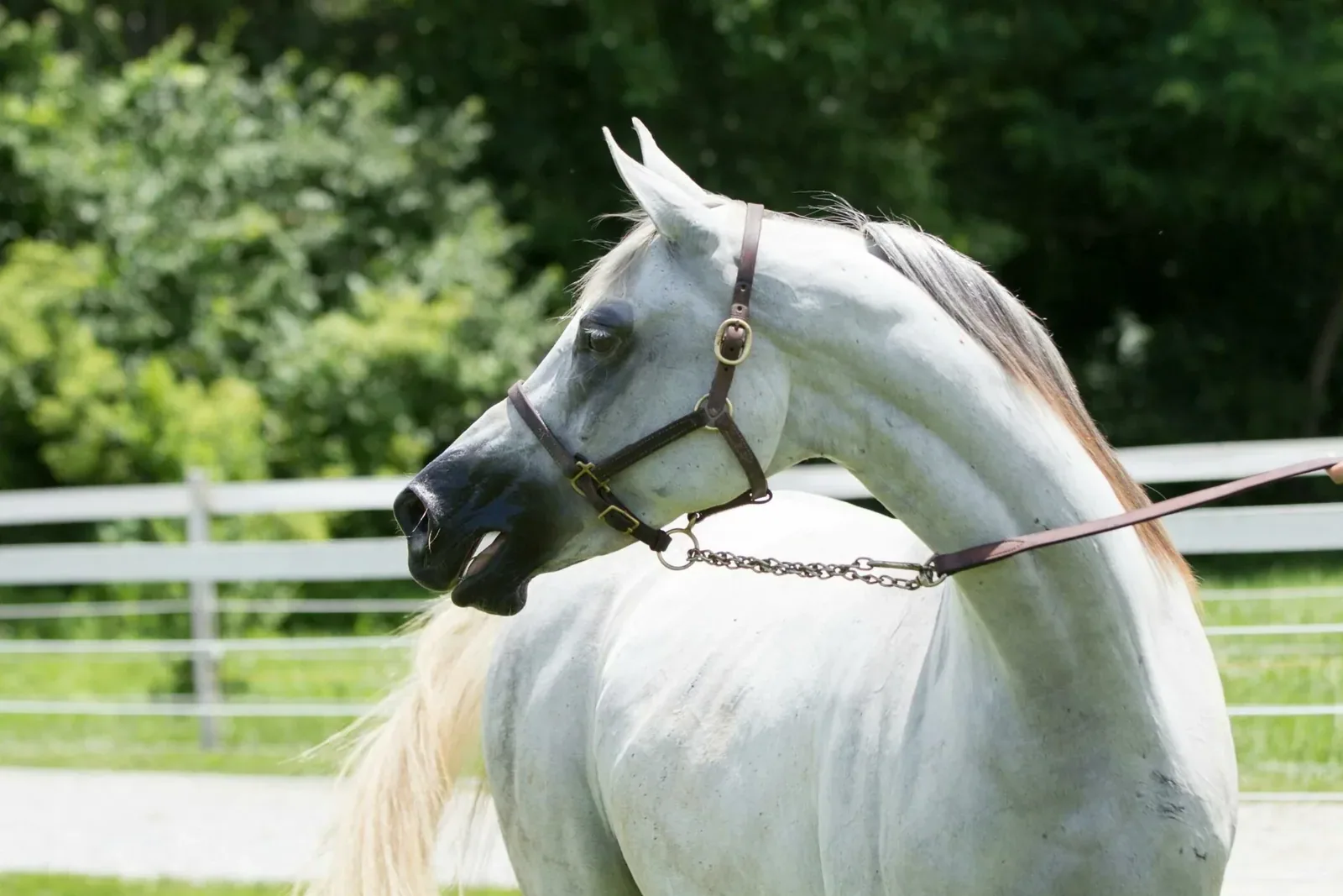 Karabair Horse - Temperament and behaviour