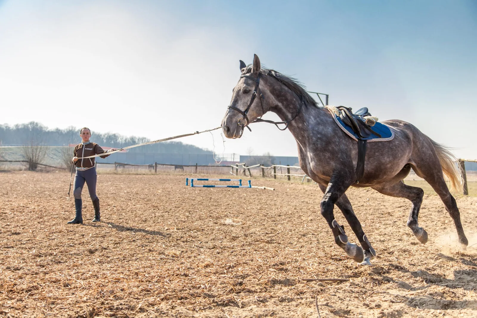 Karabair Horse - Training and handling