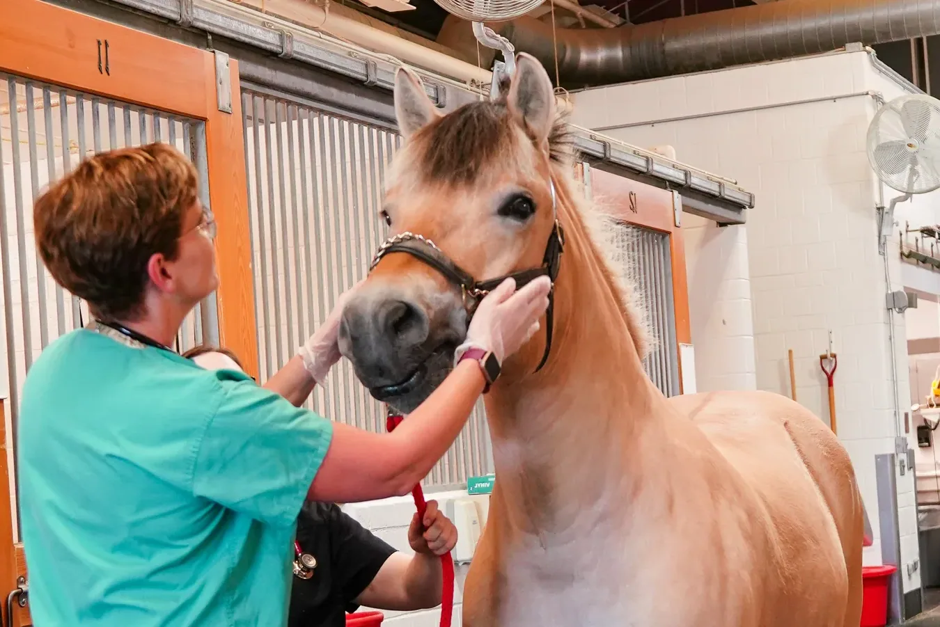 Karabair Horse - Health and care notes
