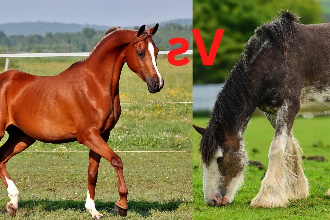 Karabair Horse - Common mix-ups: Karabair vs similar names