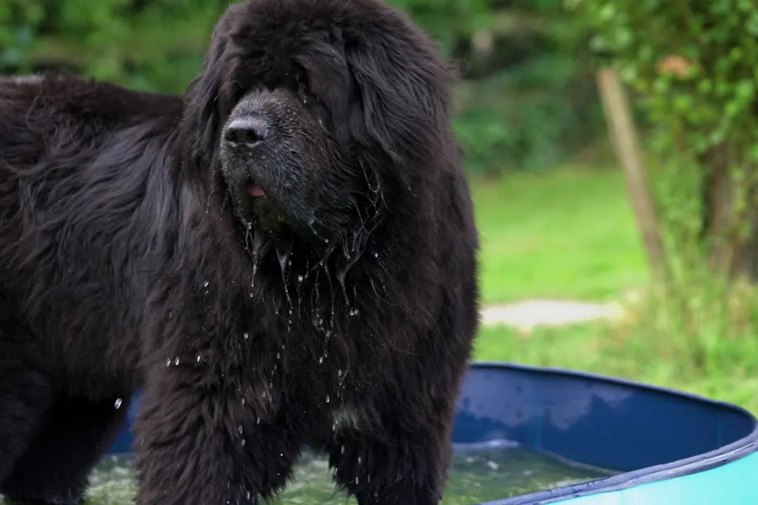 Newfoundland Dog - Newfoundland at a glance