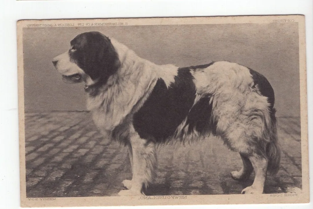 Newfoundland Dog - History and origin
