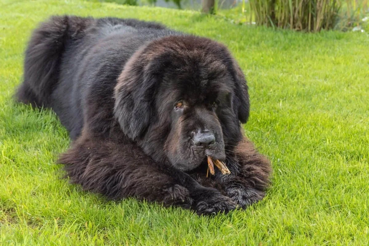 Newfoundland Dog - Health and lifespan