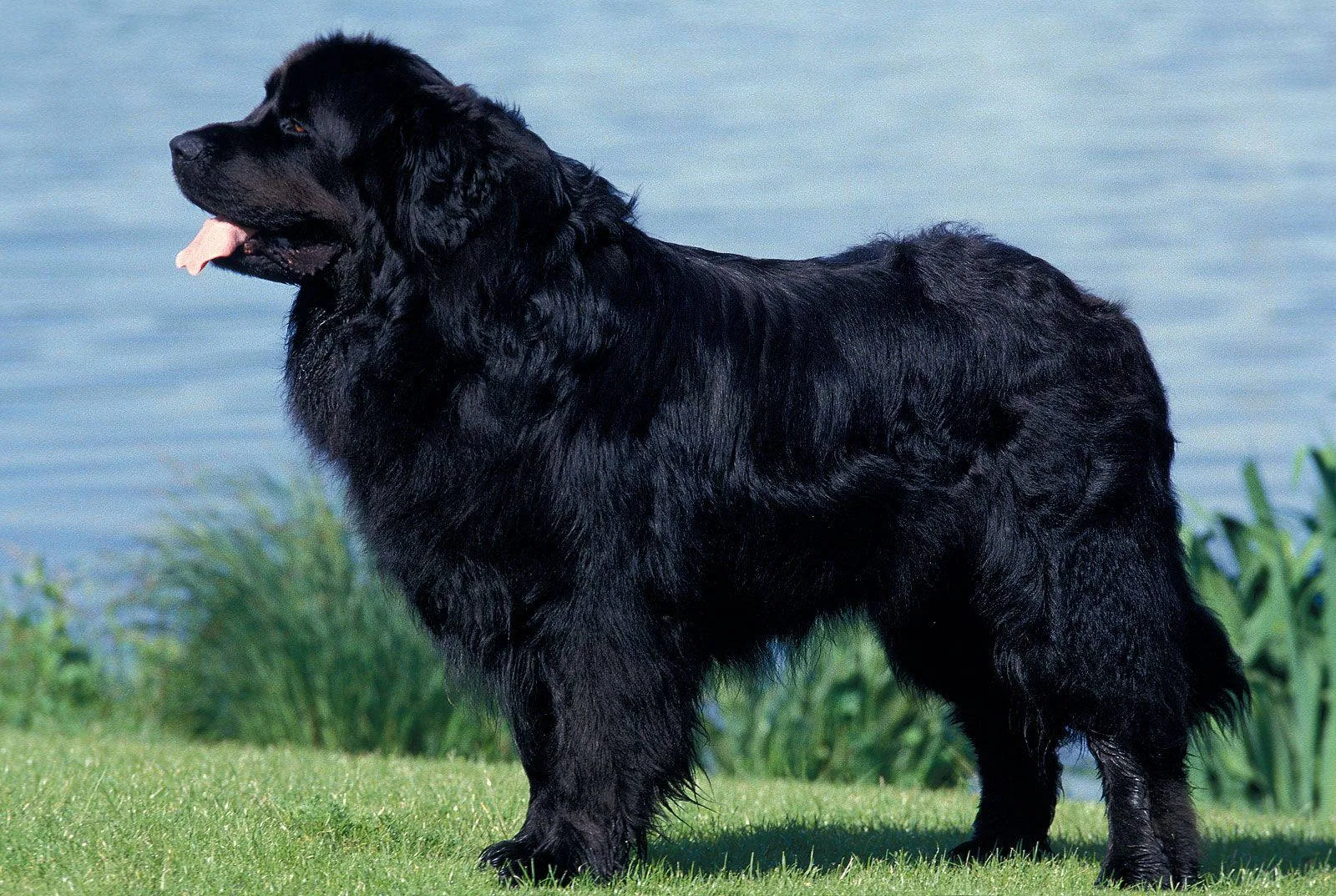 Newfoundland Dog - Famous Newfoundlands and enduring myths