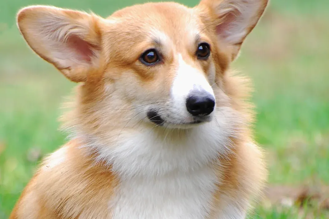 Pembroke Welsh Corgis - Temperament and behaviour