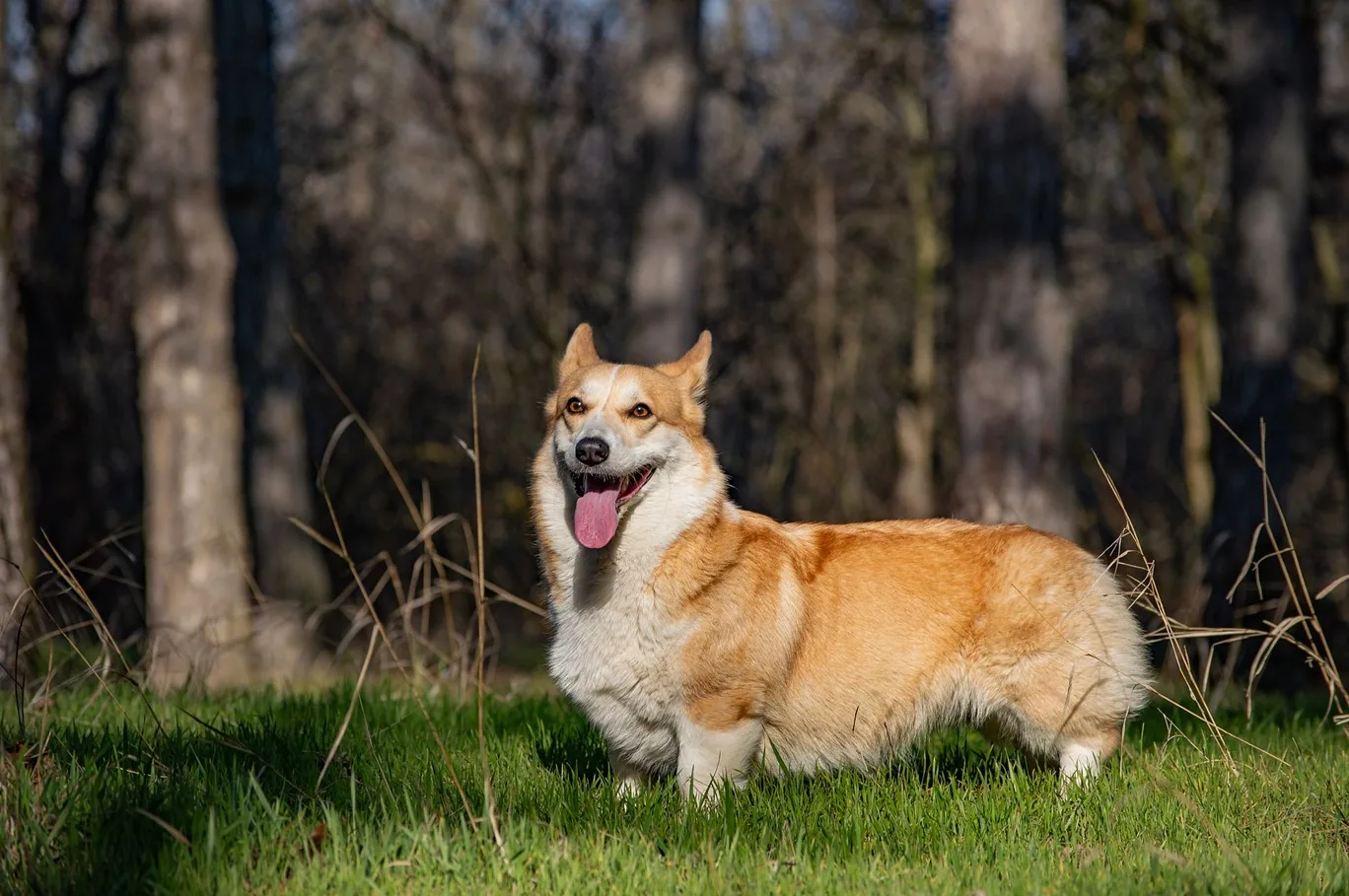 Pembroke Welsh Corgis - History and origin