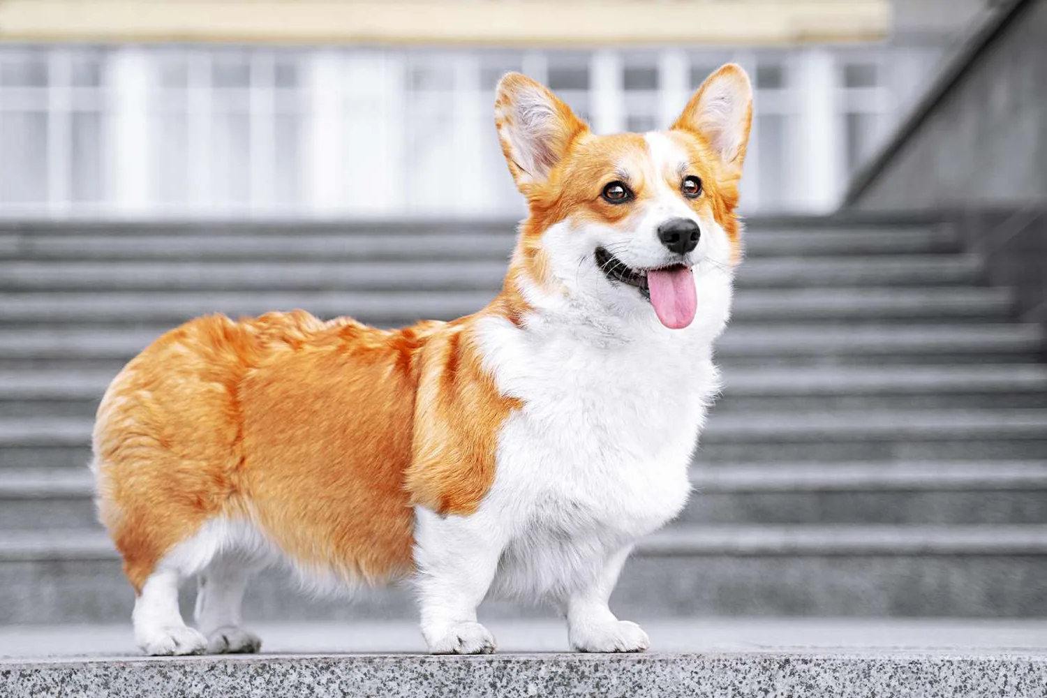 Pembroke Welsh Corgis - Physical characteristics