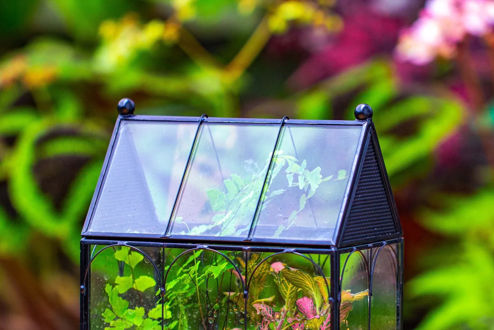 A garden spider in a glass terrarium with plants and substrate.