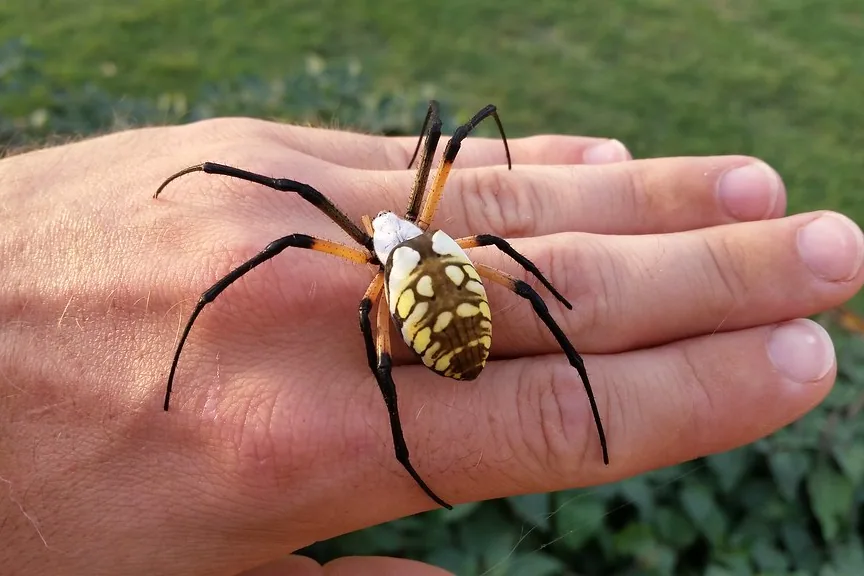 A person gently holding a garden spider in their open palm, showing its legs and body.