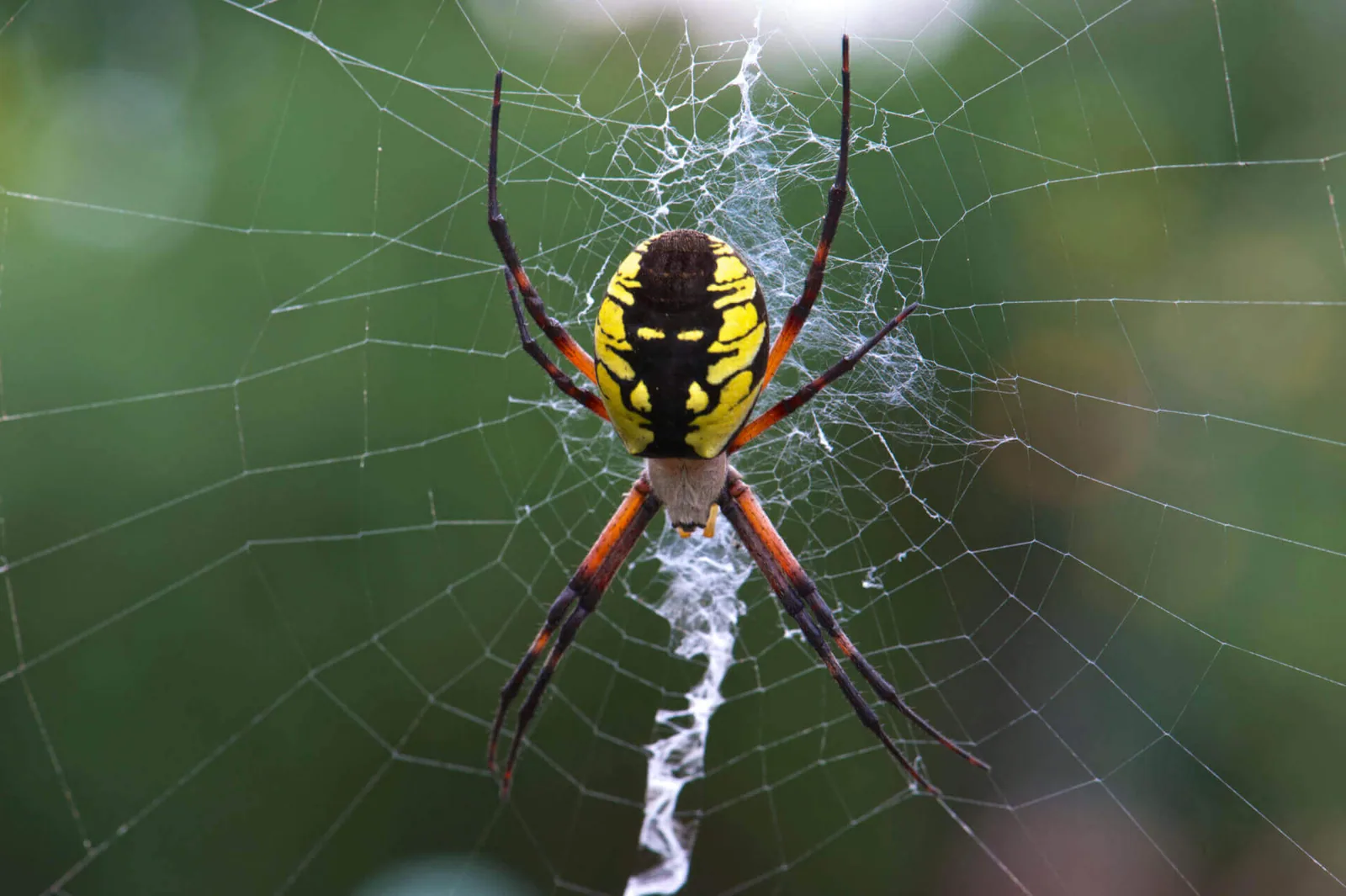 A garden spider sitting in its web, with a dewdrop nearby.