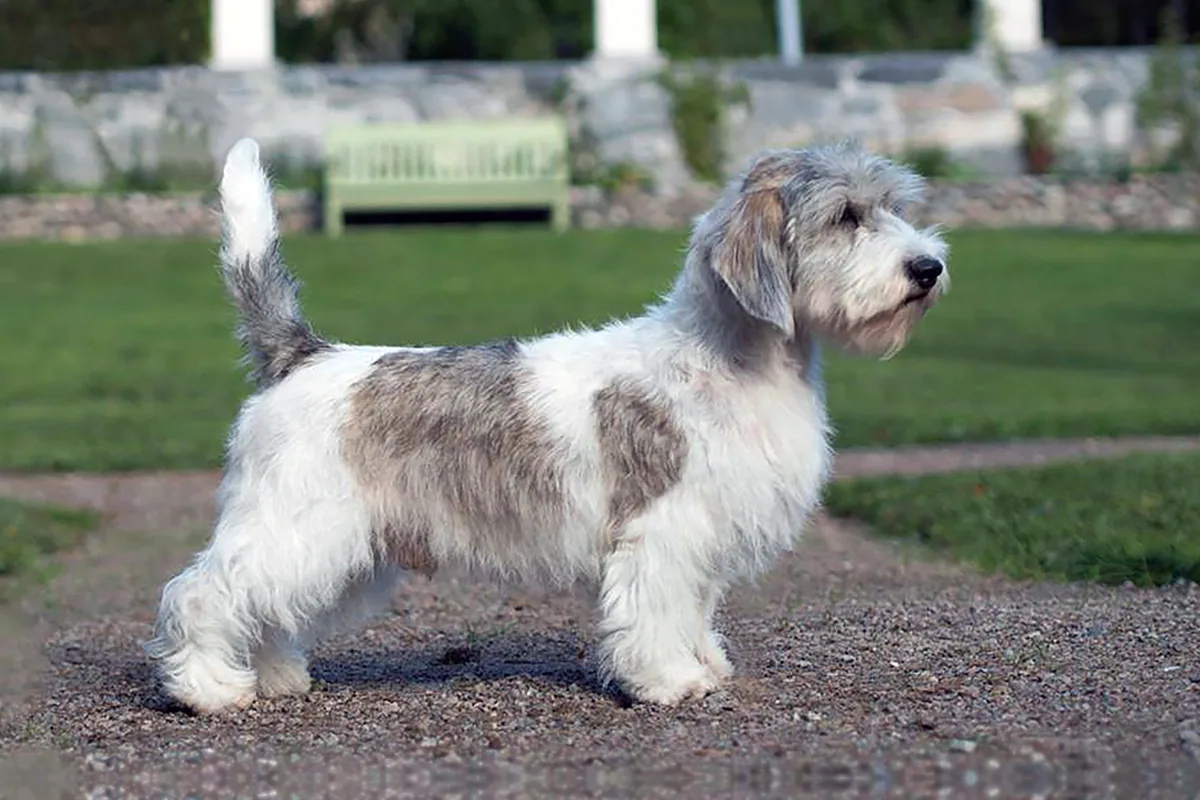 Petit Basset Griffon Vendeen - History and origin