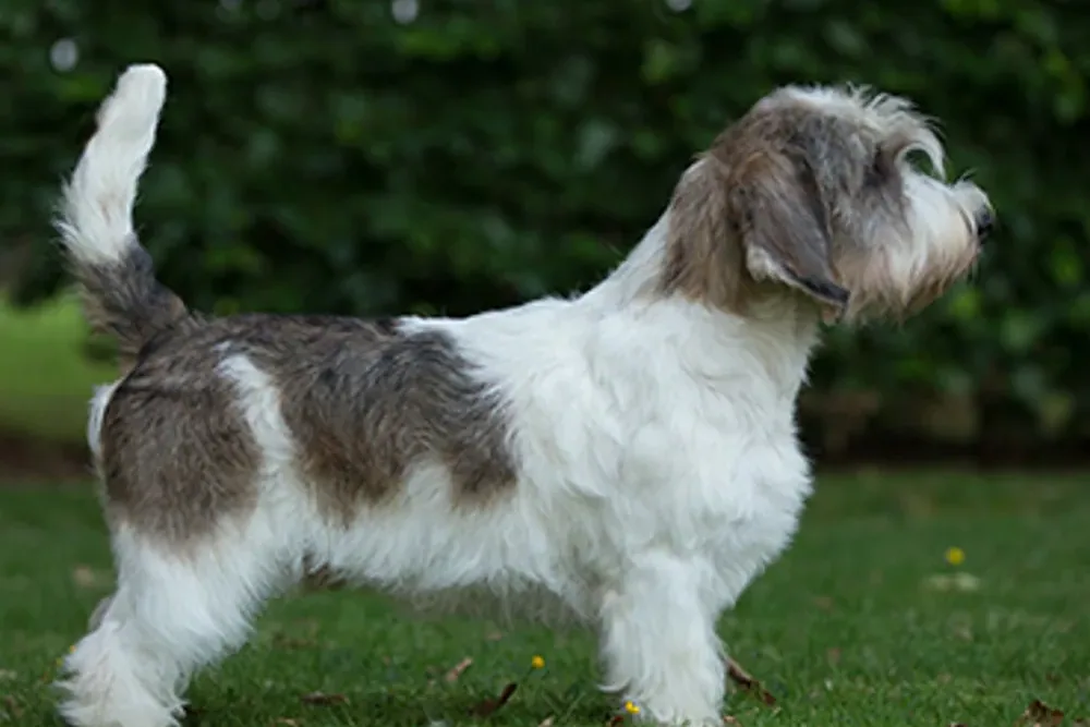 Petit Basset Griffon Vendeen - What they look like (and why it matters)