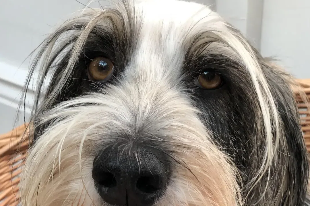 Petit Basset Griffon Vendeen - Temperament: the “small hound” in the lounge room