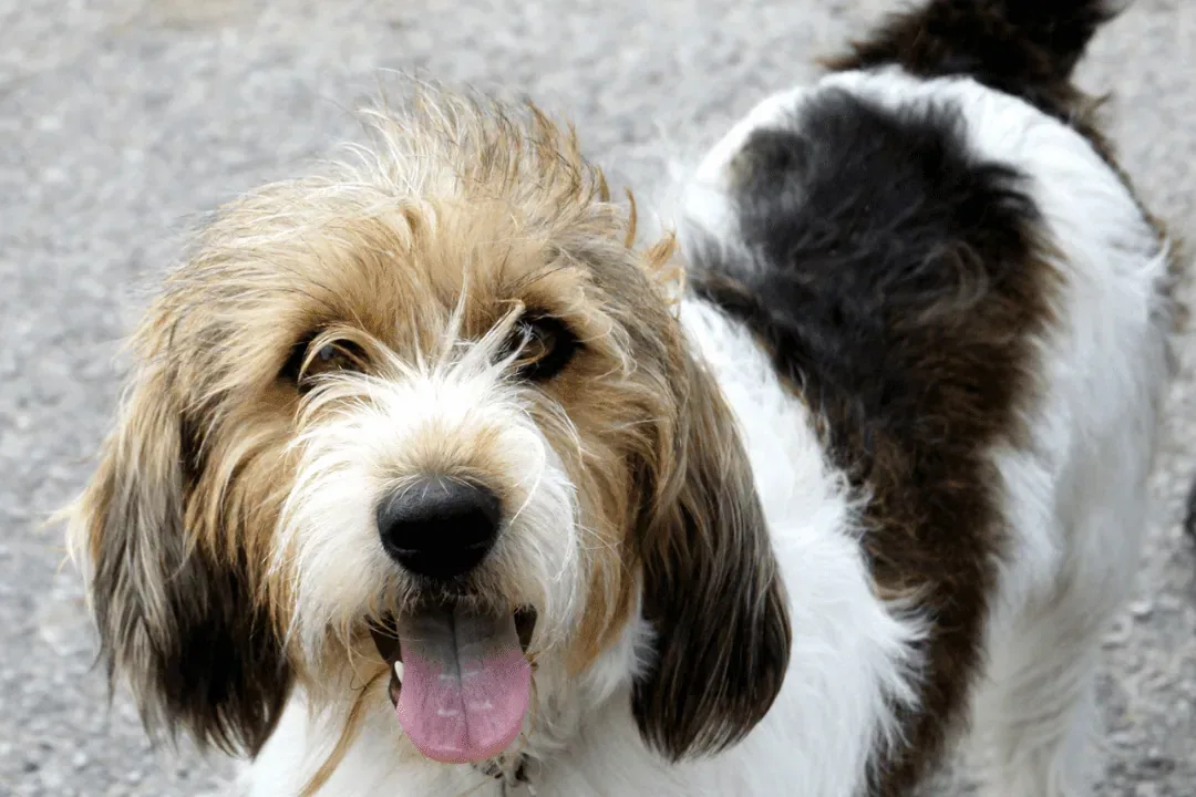 Petit Basset Griffon Vendeen - Grooming and coat care