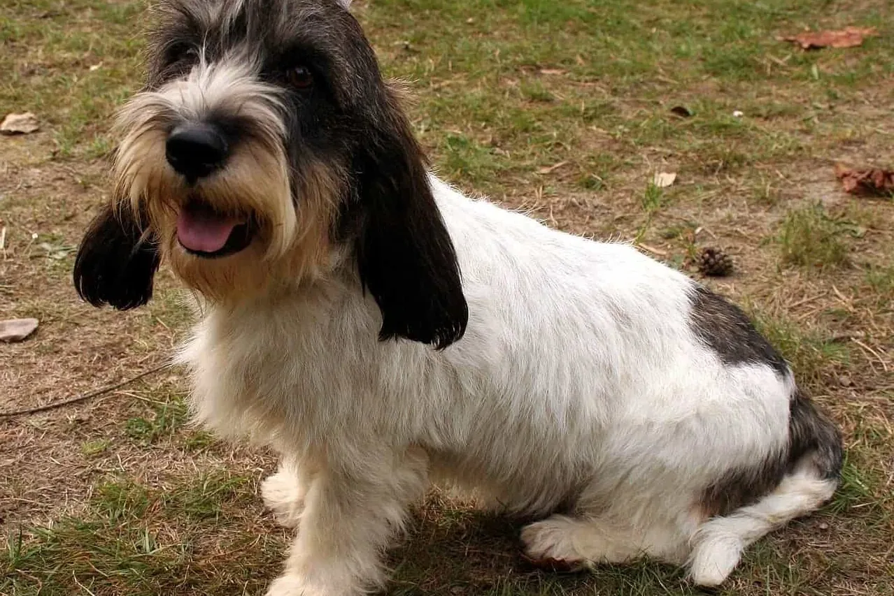 Petit Basset Griffon Vendeen - Health: what to watch for and what to ask breeders