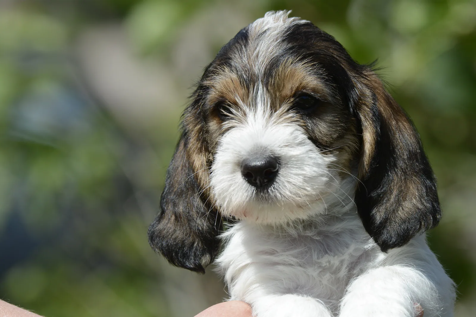 Petit Basset Griffon Vendeen - Choosing a puppy or a rescue dog in Australia