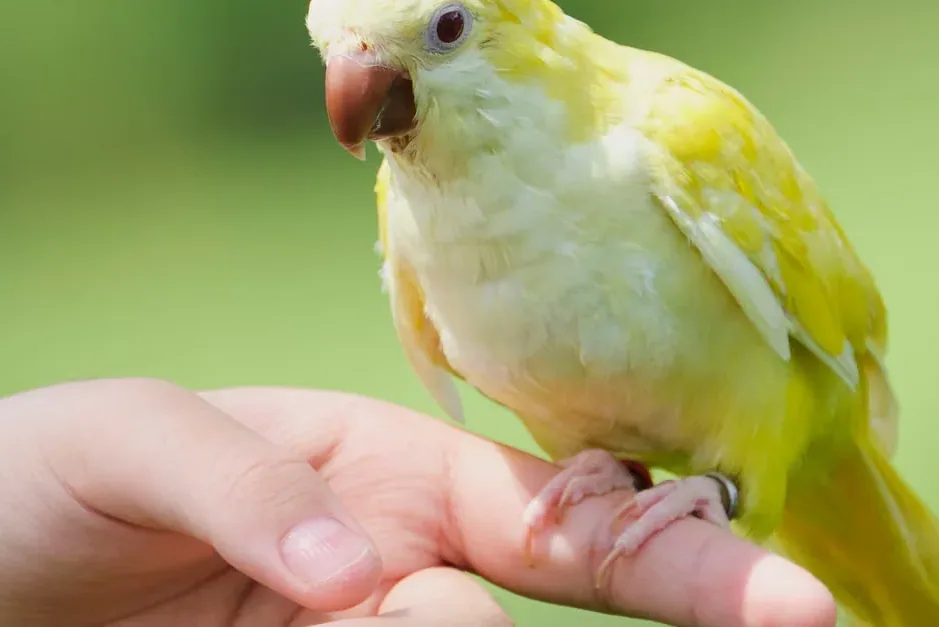 pet bird - What makes a bird a good pet?