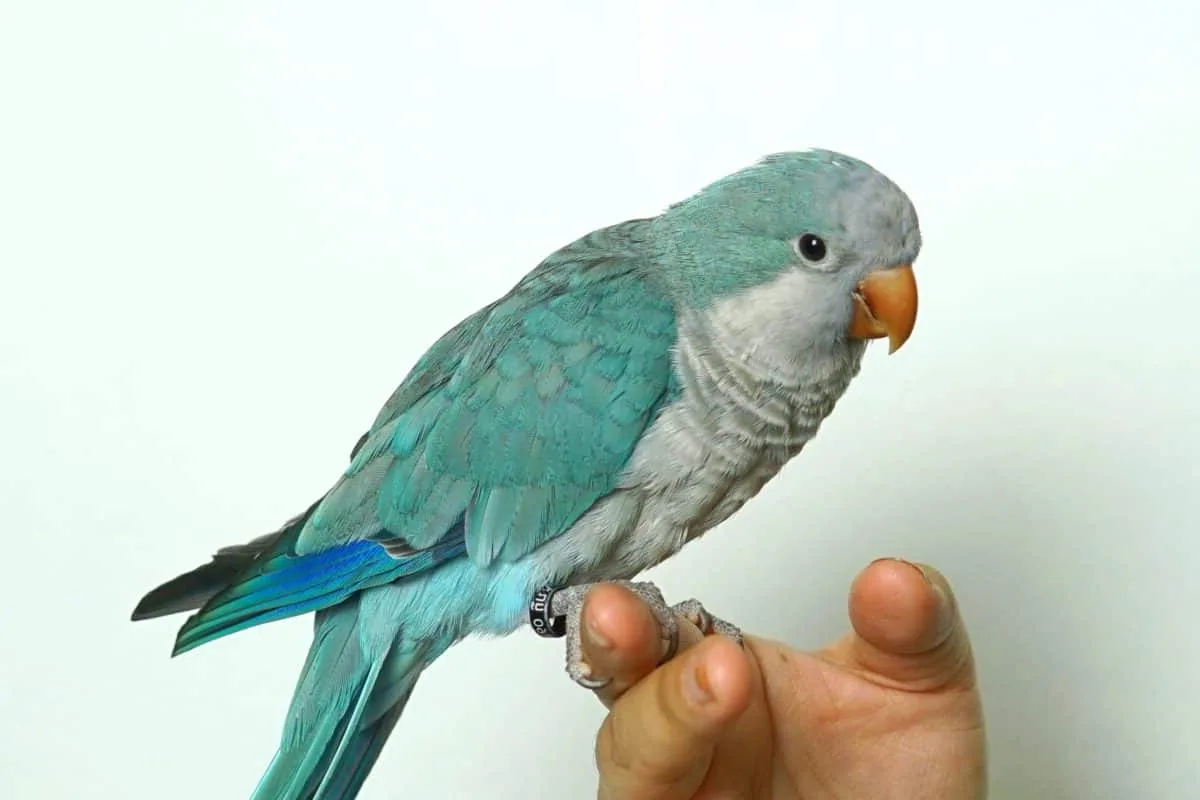 pet bird - Best beginner pet birds for many Australian homes